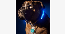 Load image into Gallery viewer, LED Dog Collar - Assorted Colors and Sizes - FREE SHIP DEALS