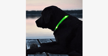 Load image into Gallery viewer, LED Dog Collar - Assorted Colors and Sizes - FREE SHIP DEALS