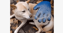 Load image into Gallery viewer, Magical Pet Touch Grooming Gloves - FREE SHIP DEALS